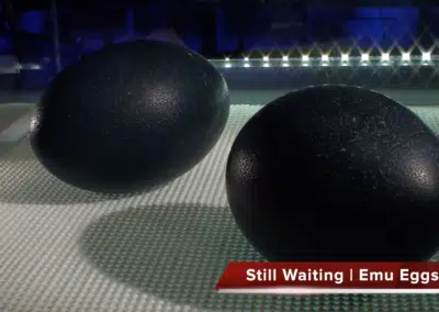 Channel 4 Easter Eggs Live Hatch